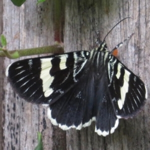 Phalaenoides glycinae at Narrabundah, ACT - 13 Feb 2020