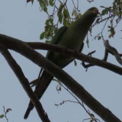Polytelis swainsonii (Superb Parrot) at Narrabundah, ACT - 12 Feb 2020 by RobParnell