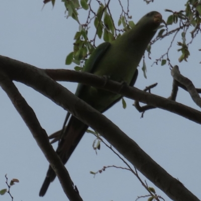 Polytelis swainsonii (Superb Parrot) at Narrabundah, ACT - 11 Feb 2020 by RobParnell