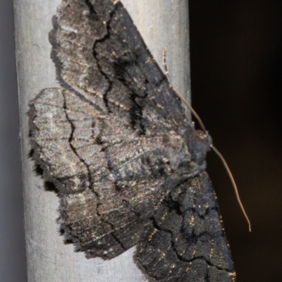 Melanodes anthracitaria (Black Geometrid) at Hackett, ACT - 11 Nov 2018 by Thommo17