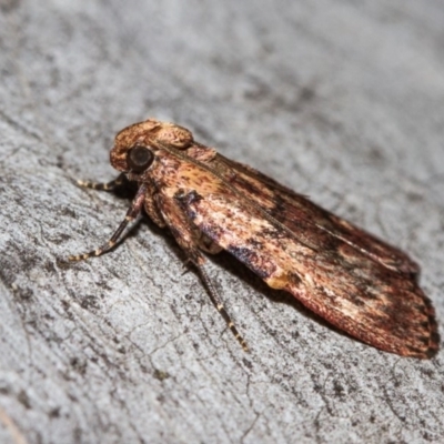 Araeopaschia undescribed spANIC19 (A Pyralid moth) at Hackett, ACT - 9 Nov 2017 by Thommo17