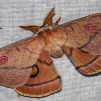 Opodiphthera helena (Helena Gum Moth) at Tidbinbilla Nature Reserve - 11 Nov 2018 by Thommo17