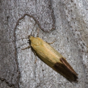 Merocroca automima at Hackett, ACT - 9 Nov 2017 09:28 PM