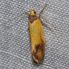 Merocroca automima (Chezala group) at Tidbinbilla Nature Reserve - 11 Nov 2018 by Thommo17