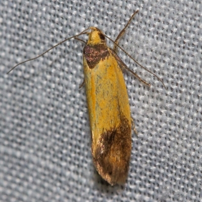 Merocroca automima (Chezala group) at Tidbinbilla Nature Reserve - 11 Nov 2018 by Thommo17