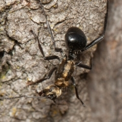 Polyrhachis semiaurata (A golden spiny ant) at Red Hill, ACT - 14 Feb 2020 by rawshorty