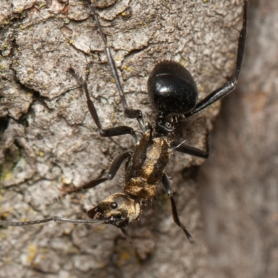 Polyrhachis semiaurata (A golden spiny ant) at Mount Mugga Mugga - 14 Feb 2020 by rawshorty