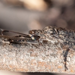 Glenoleon meteoricus (Patch-wing Glenoleon) at Red Hill, ACT - 14 Feb 2020 by rawshorty