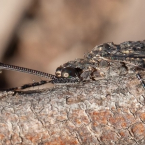 Glenoleon meteoricus at Red Hill, ACT - 15 Feb 2020