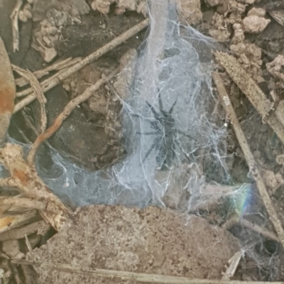 Badumna sp. (genus) (Lattice-web spider) at Mulligans Flat - 14 Feb 2020 by Bioparticles