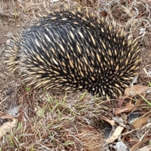 Tachyglossus aculeatus at Amaroo, ACT - 15 Feb 2020