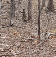 Wallabia bicolor (Swamp Wallaby) at Amaroo, ACT - 15 Feb 2020 by Bioparticles