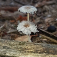 Coprinellus etc. (An Inkcap) at Forde, ACT - 15 Feb 2020 by Bioparticles