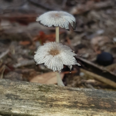 Coprinellus etc. (An Inkcap) at Mulligans Flat - 14 Feb 2020 by Bioparticles