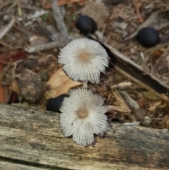 Coprinellus etc. at Forde, ACT - 15 Feb 2020
