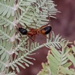 Camponotus consobrinus (Banded sugar ant) at Forde, ACT - 15 Feb 2020 by Bioparticles