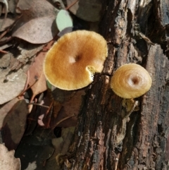 Lentinus arcularius (Fringed Polypore) at Percival Hill - 15 Feb 2020 by Bioparticles