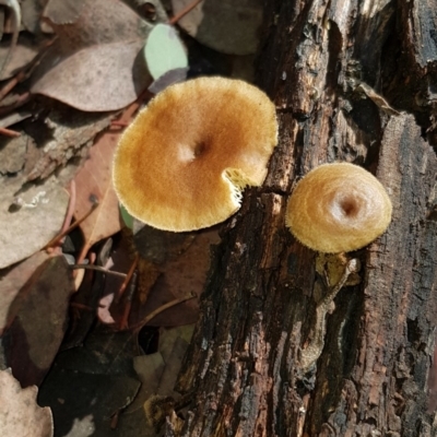 Lentinus arcularius (Fringed Polypore) at Nicholls, ACT - 16 Feb 2020 by Bioparticles