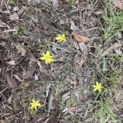 Tricoryne elatior (Yellow Rush Lily) at North Tura Coastal Reserve - 15 Feb 2020 by dcnicholls