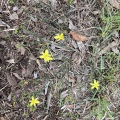 Tricoryne elatior (Yellow Rush Lily) at Tura Beach, NSW - 15 Feb 2020 by dcnicholls