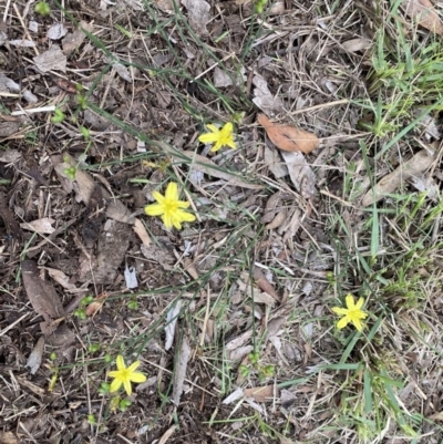 Tricoryne elatior (Yellow Rush Lily) at North Tura - 15 Feb 2020 by dcnicholls