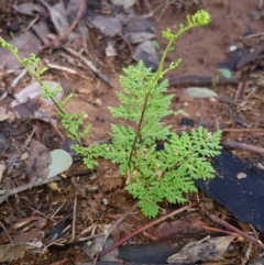 Cheilanthes austrotenuifolia (Rock Fern) at Nicholls, ACT - 16 Feb 2020 by Bioparticles