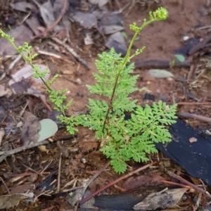 Cheilanthes austrotenuifolia at Nicholls, ACT - 16 Feb 2020 09:29 AM