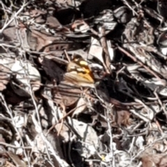 Heteronympha merope (Common Brown Butterfly) at Percival Hill - 16 Feb 2020 by Bioparticles