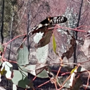 Papilio anactus at Nicholls, ACT - 16 Feb 2020