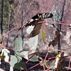 Papilio anactus at Nicholls, ACT - 16 Feb 2020 09:45 AM