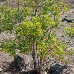 Rosa canina (Dog Rose) at Nicholls, ACT - 15 Feb 2020 by Bioparticles