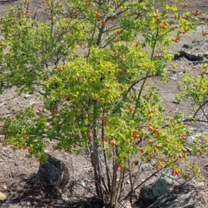 Rosa canina at Nicholls, ACT - 16 Feb 2020 10:07 AM