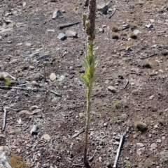 Verbascum thapsus subsp. thapsus (Great Mullein, Aaron's Rod) at Nicholls, ACT - 16 Feb 2020 by Bioparticles