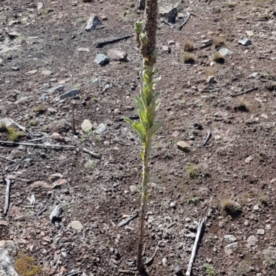 Verbascum thapsus subsp. thapsus (Great Mullein, Aaron's Rod) at Nicholls, ACT - 15 Feb 2020 by Bioparticles