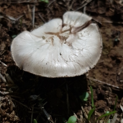 Unidentified Fungus at Crace, ACT - 15 Feb 2020 by Bioparticles