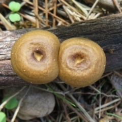 Lentinus arcularius (Fringed Polypore) at Paddys River, ACT - 16 Feb 2020 by Christine