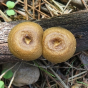 Lentinus arcularius at Paddys River, ACT - 16 Feb 2020 12:23 PM