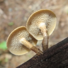 Lentinus arcularius at Paddys River, ACT - 16 Feb 2020 12:23 PM