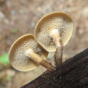 Lentinus arcularius at Paddys River, ACT - 16 Feb 2020 12:23 PM