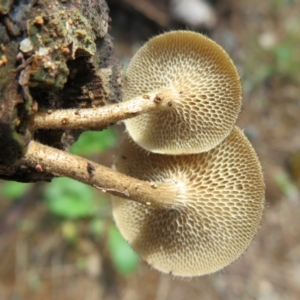 Lentinus arcularius at Paddys River, ACT - 16 Feb 2020 12:23 PM