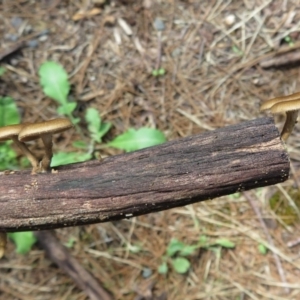 Lentinus arcularius at Paddys River, ACT - 16 Feb 2020 12:23 PM