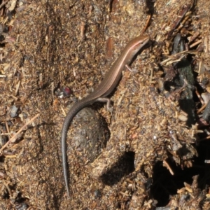 Lampropholis delicata at Paddys River, ACT - 16 Feb 2020