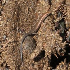Lampropholis delicata (Delicate Skink) at Paddys River, ACT - 16 Feb 2020 by Christine