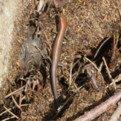 Lampropholis delicata at Paddys River, ACT - 16 Feb 2020