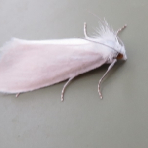 Tipanaea patulella at Paddys River, ACT - 16 Feb 2020