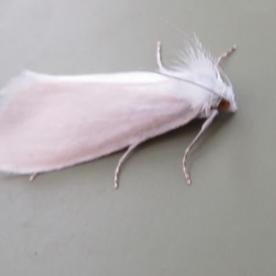 Tipanaea patulella (A Crambid moth) at Cotter Reserve - 16 Feb 2020 by Christine