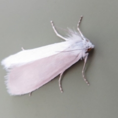 Tipanaea patulella at Paddys River, ACT - 16 Feb 2020