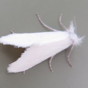 Tipanaea patulella at Paddys River, ACT - 16 Feb 2020