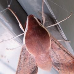 Hippotion scrofa (Coprosma Hawk Moth) at Cotter Reserve - 16 Feb 2020 by Christine