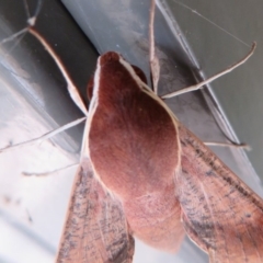 Hippotion scrofa (Coprosma Hawk Moth) at Paddys River, ACT - 16 Feb 2020 by Christine